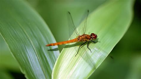 Dragonfly HD desktop wallpaper : Widescreen : High Definition : Fullscreen