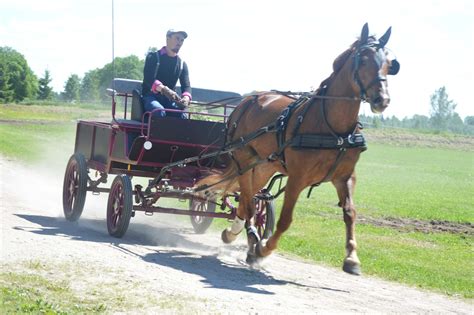 Amish Women For Breeding Telegraph