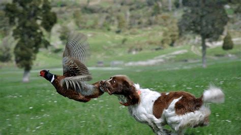 Las Mejores Razas De Perros De Caza RevistaBoletinBiologica Ar