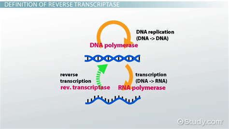 Reverse Transcriptase | Function, Structure & Application - Video ...