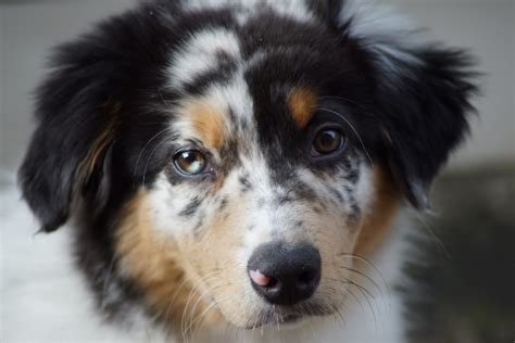 Australian Shepherd Blue Merle Important Breed Information And 3