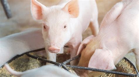 How To Make A Balanced Pig Feed Formulation For Pigs Agric4Profits