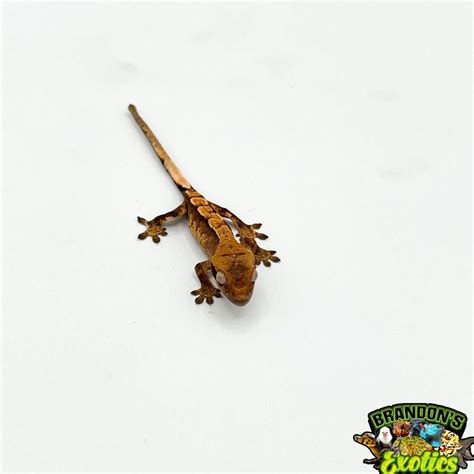 Crested Gecko Care Guide