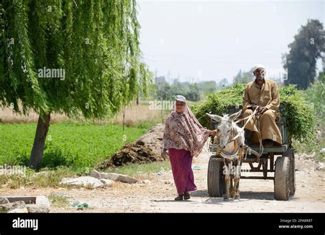 Nile delta agriculture hi-res stock photography and images - Alamy