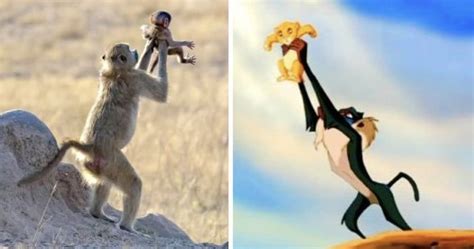 Monkey Recreates Iconic 'The Lion King' Scene With Its Baby - Animals ...