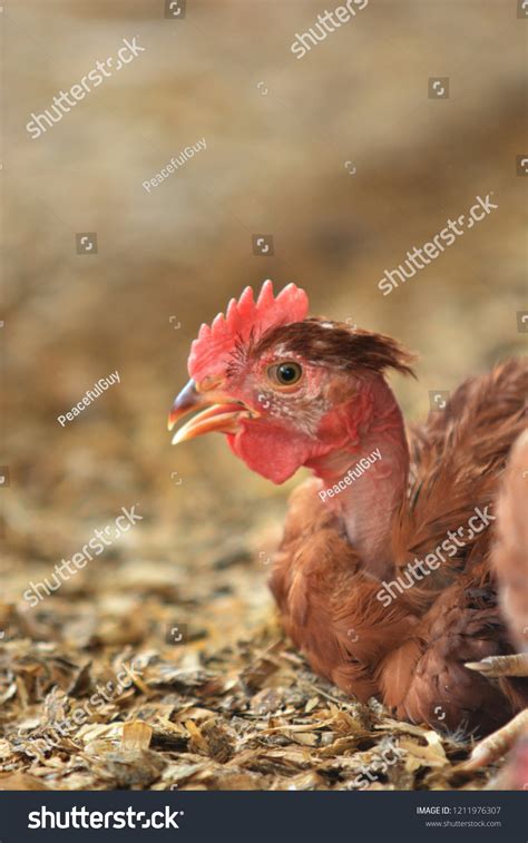 Nude Neck Egyptian Chicken Stock Photo Shutterstock