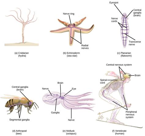 nervous systems organismal biology
