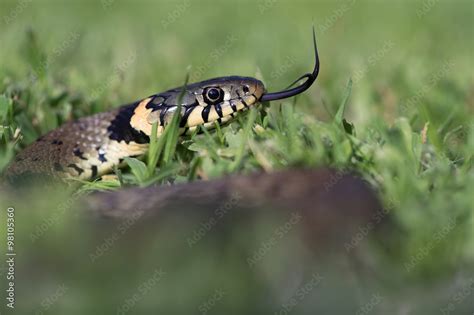 Grass Snake (Natrix Natrix)/Grass Snake coiled in vibrant green grass ...