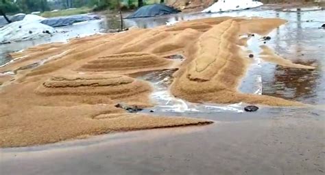 Unseasonal Rains Damage Paddy Crops In Telangana Telangana Today