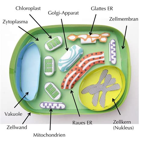 Einfache Pflanzliche Zelle Deutsch Origami Organelles