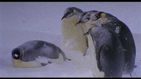 The nesting and incubation of emperor penguins - YouTube