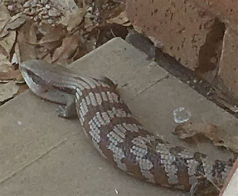 Blue Tongue Lizard | Hamilton Park