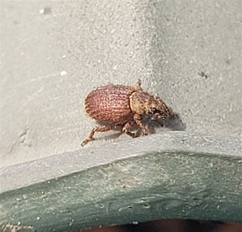 Nut Leaf Weevil From 8960 Randers Danmark On March 20 2024 At 11 55