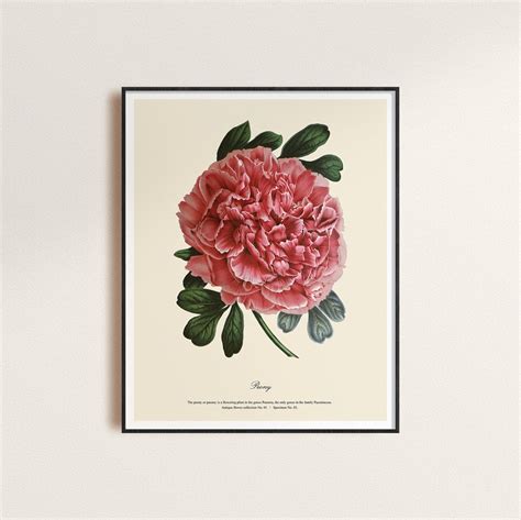 Antique Flower Print Collection, Vintage, Flower Poster, Digital ...