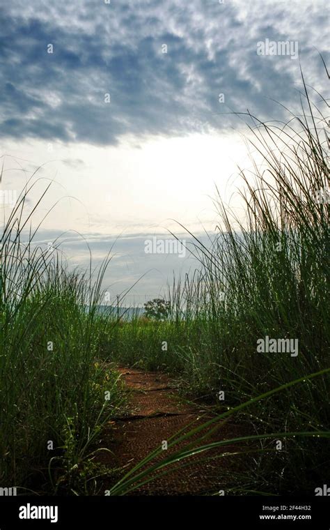 paddy field kerala india Stock Photo - Alamy