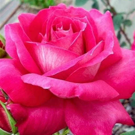 Rosa Loving Memory Hybrid Tea Rose Loving Memory Uploaded By