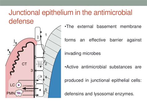 Junctional epithelium