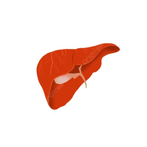 Human Liver Clipart Transparent Png Hd Hand Drawn Human Organ Liver