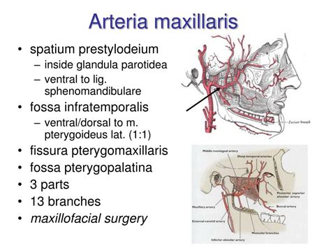 Ppt Arterial System Systema Arteriarum Powerpoint Presentation Free