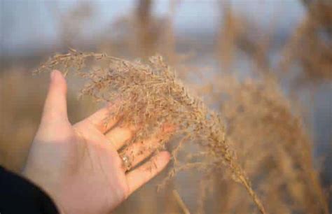 How To Take Care Of Pampas Grass | OurGrassPlants