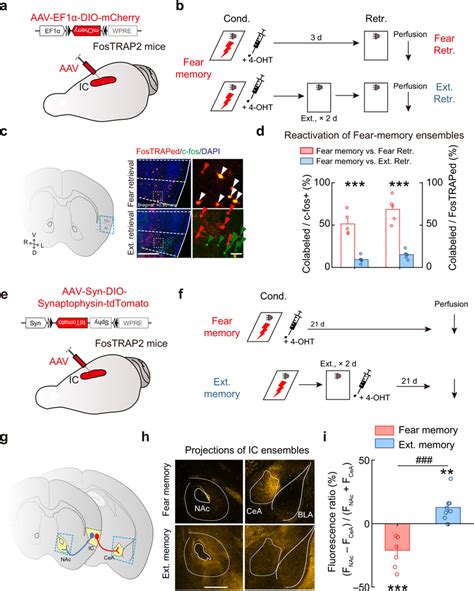 Fear And Extinction Memories Activate Distinct Ic Projection