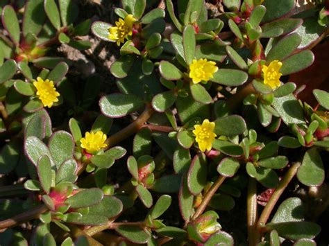 Portulaca Oleracea Common Purslane World Of Succulents