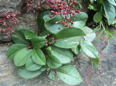 Talinum Paniculatum Jacq Gaertn Plants Of The World Online Kew