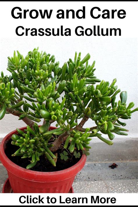 Crassula Ovata Gollum Jade Succulent Plant Jade Plants Jade Plant