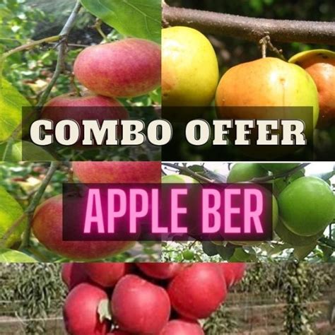 Aliveplant Nursery For All Tree Lovers Apple Ber Combo