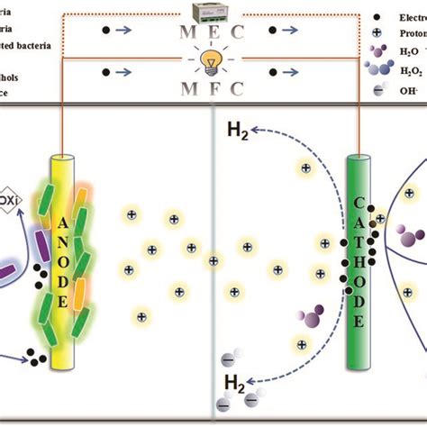 Overview Of Anodic And Cathodic Reactions In A Bioelectrochemical