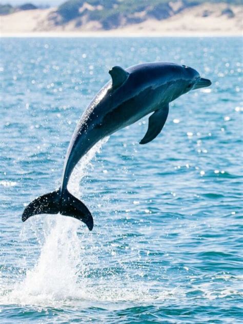 Amazing Facts About Dolphins Breezyscroll