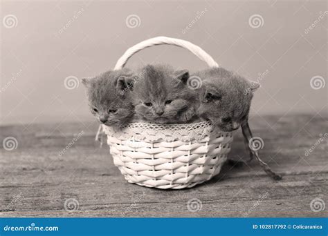 Bucket of kittens stock photo. Image of arena, four - 102817792