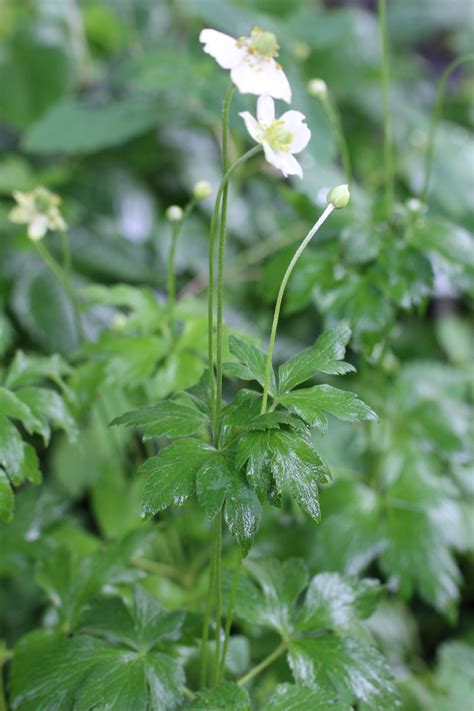 Anemone Virginiana Tall Anemone At Toadshade Wildflower Farm