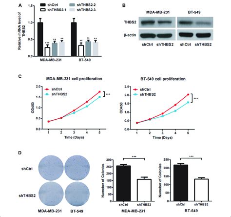 THBS2 Promotes Cell Proliferation In TNBC Cells A The Knockdown