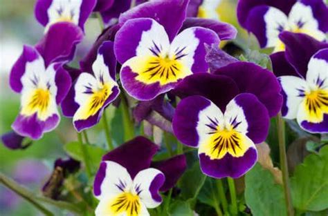 Les Bisannuelles Faciles Et Incontournables Du Jardin Pansies