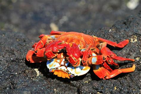 Mating Red Rock Crabs Stock Photos Free Royalty Free Stock Photos