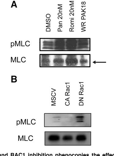 Figure From Deciphering The Molecular And Biologic Processes That