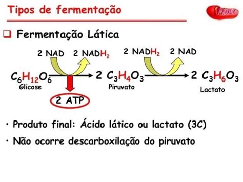 Respiração celular e fermentação