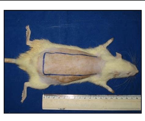 Planning flap in pattern sizes | Download High-Quality Scientific Diagram