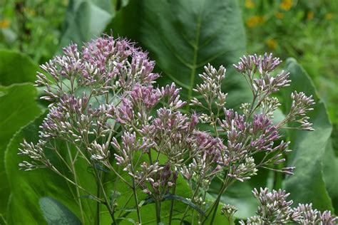 Purple Joe Pye Weed Purple Joe Pye Weed Eutrochium Purpur Flickr