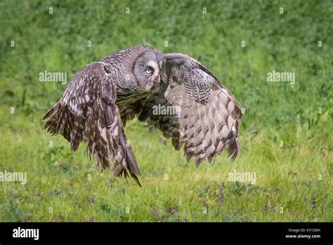 A Close Photograph Of A Great Gray Grey Owl Strix Nebulosa In Flight