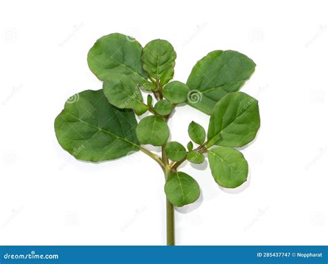 Close Up House Purslane Plant on White Background Stock Image - Image