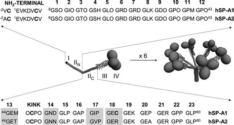 Three Dimensional Models Of Trimeric Right And Oligomeric Left Download Scientific Diagram