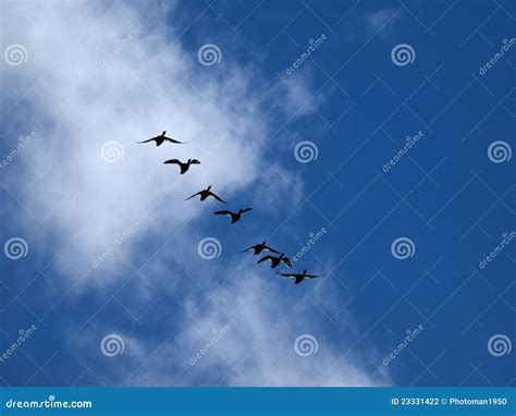 Birds in formation stock photo. Image of clouds, geese - 23331422