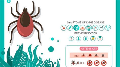 Signs And Symptoms Of Untreated Lyme Disease Arcpoint Labs Of Tampa