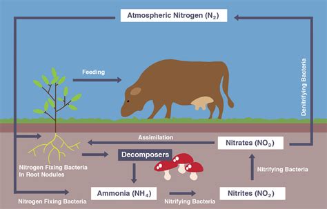 Igcse Biology Notes 410 Describe The Stages In The Nitrogen Cycle