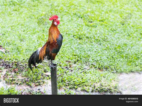 Cockerel Crowing Image And Photo Free Trial Bigstock