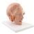 Modelo De La Cabeza 6 Piezas 3B Smart Anatomy 1000217 3B