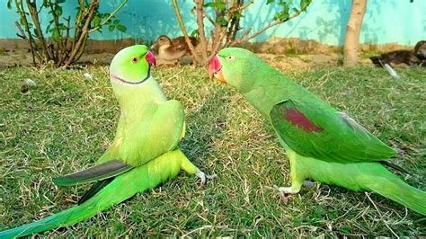 Sex Indian Ringneck Parrot Telegraph