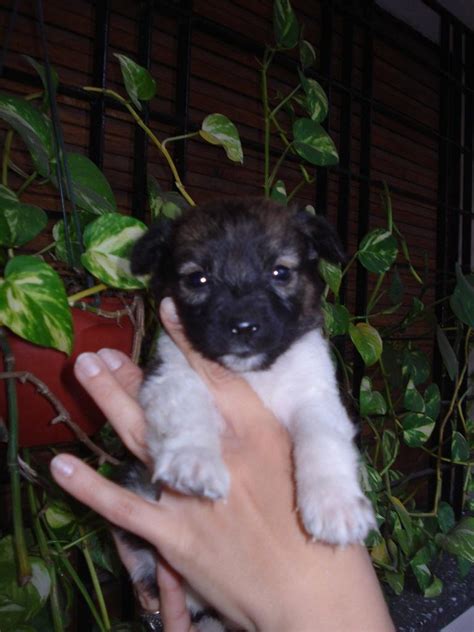 Adoptándonos Tres Hermosas Cachorritas Semi Peludas En Adopción